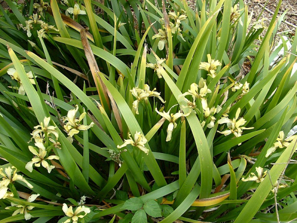 Stinking iris