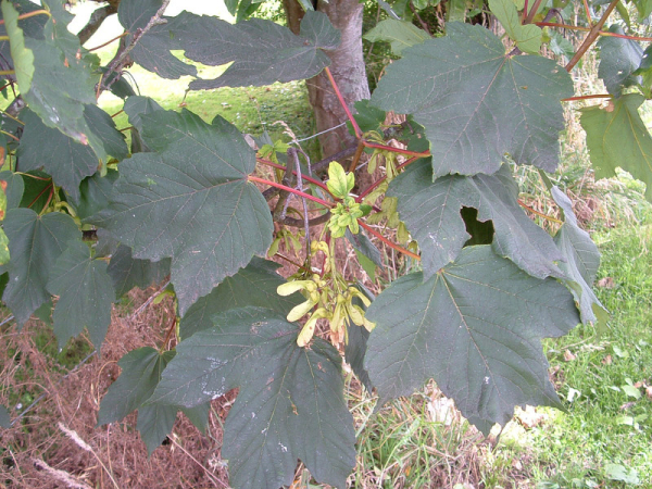 Sycamore