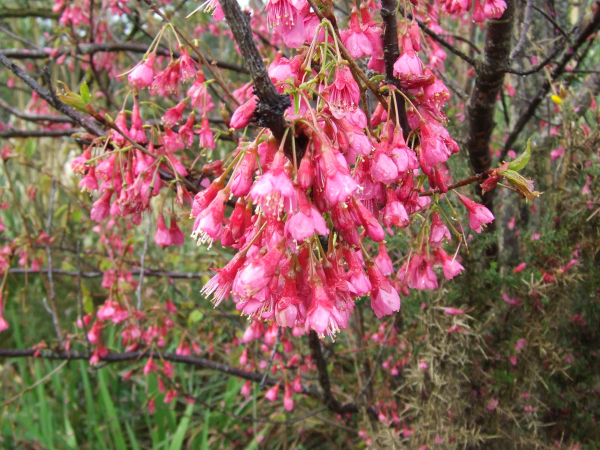 Taiwan cherry