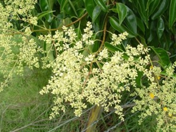 Tree privet