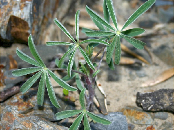 Tree lupin