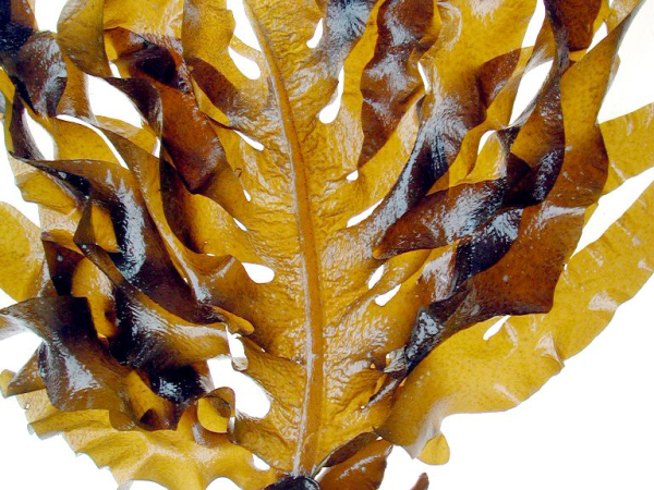 Undaria seaweed