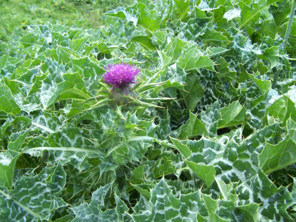 Variegated thistle