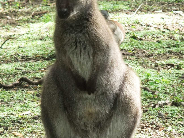 Wallaby