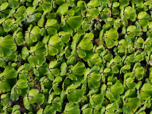 Water lettuce