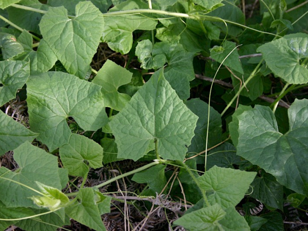 White bryony