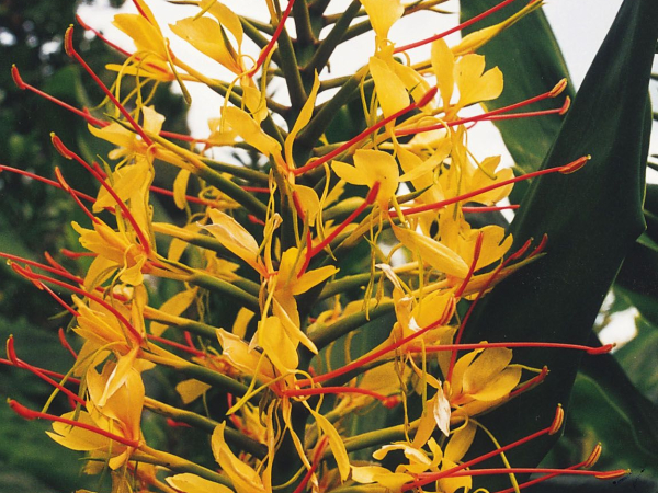 Wild ginger