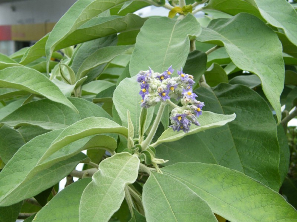 Woolly nightshade
