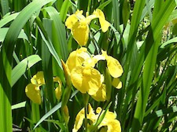 Yellow flag iris