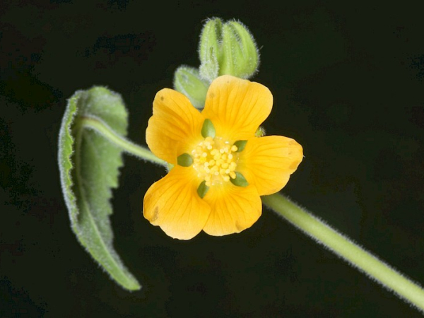 Velvetleaf