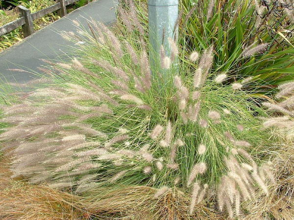 African fountain grass