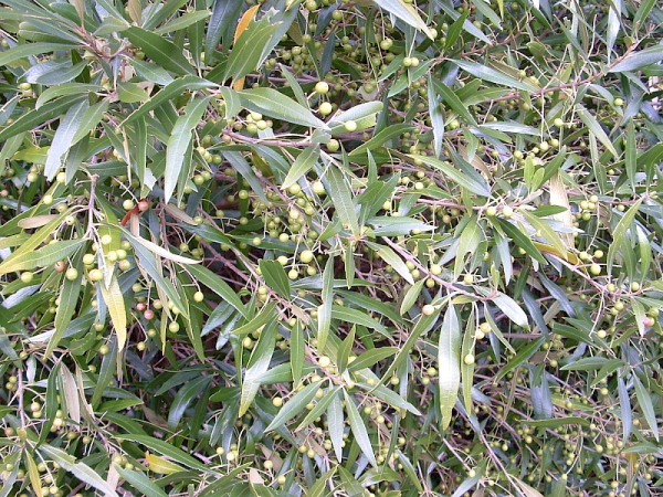 African olive