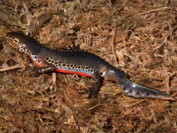 Alpine newt