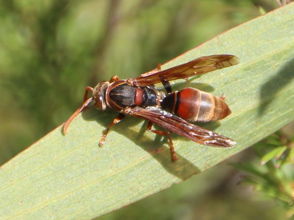 Australian paper wasp