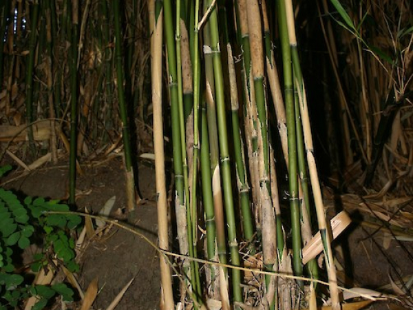 Bamboo