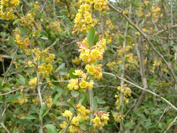 Barberry