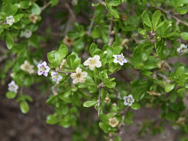 Boxthorn
