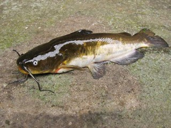 Brown bullhead catfish