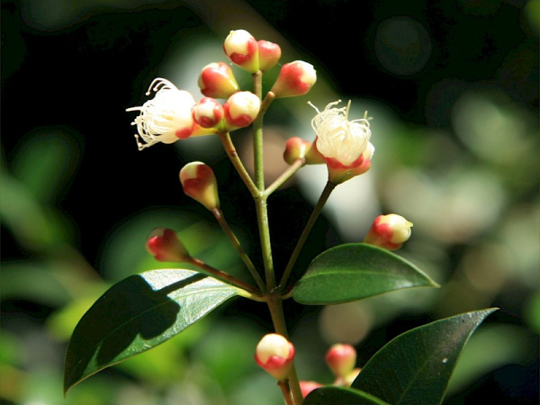 Brush cherry