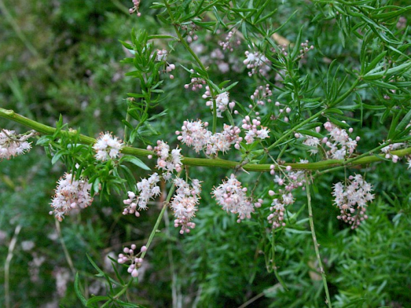 Bushy asparagus