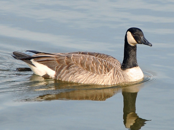 Canada geese