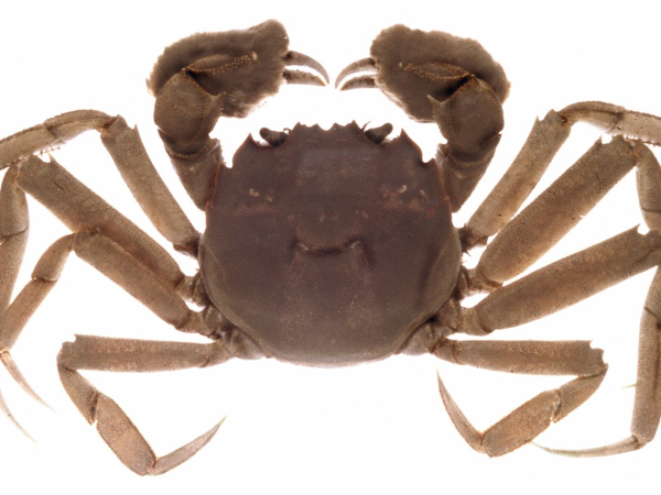 Chinese mitten crab