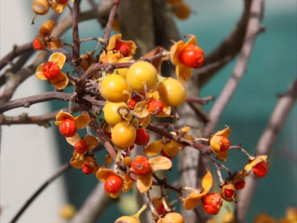Climbing spindle berry
