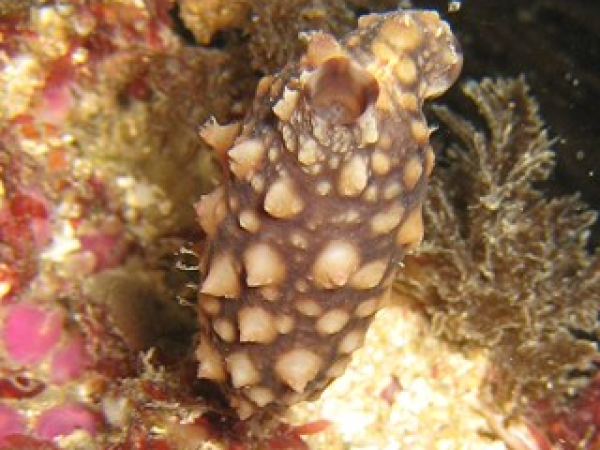 Clubbed tunicate