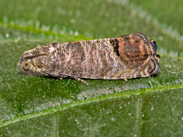 Codling moth