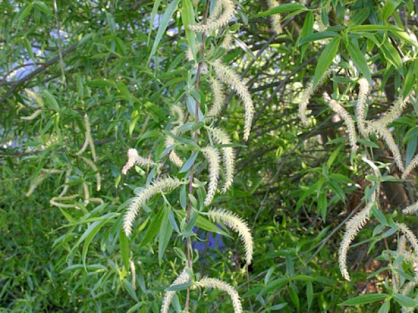 Crack willow