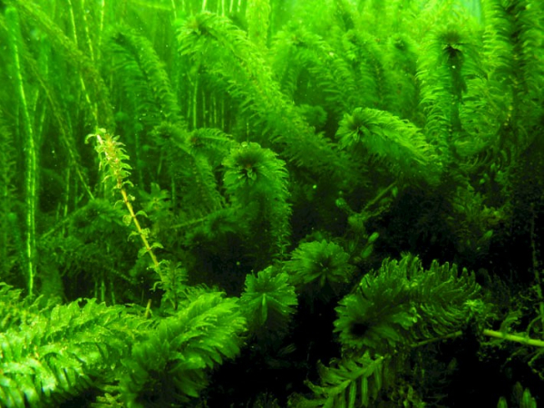 Egeria