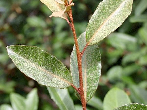 Elaeagnus