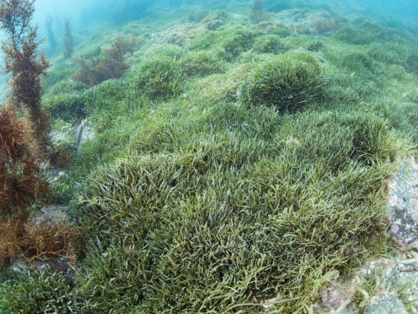 Exotic Caulerpa