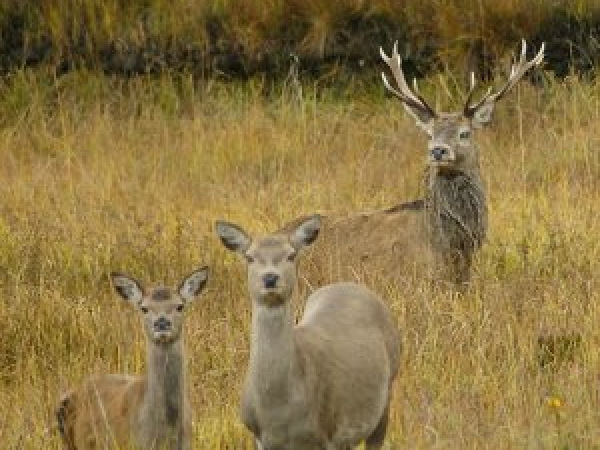 Feral deer