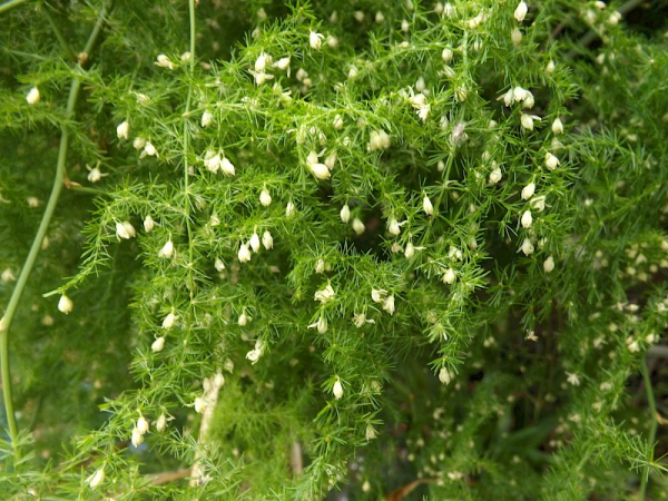 Ferny asparagus