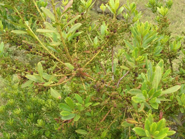 Fire tree
