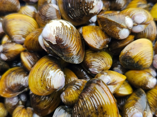 Freshwater golden clam