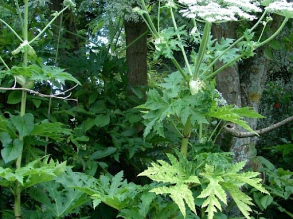 Giant hogweed