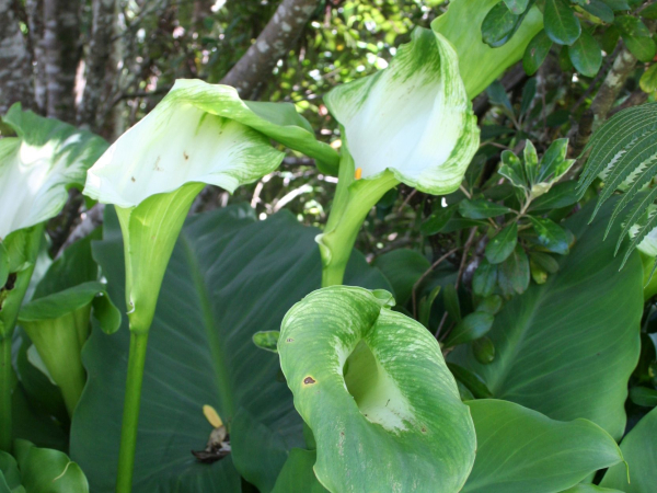 Green goddess arum