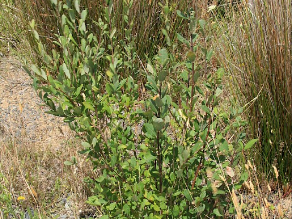 Grey Willow