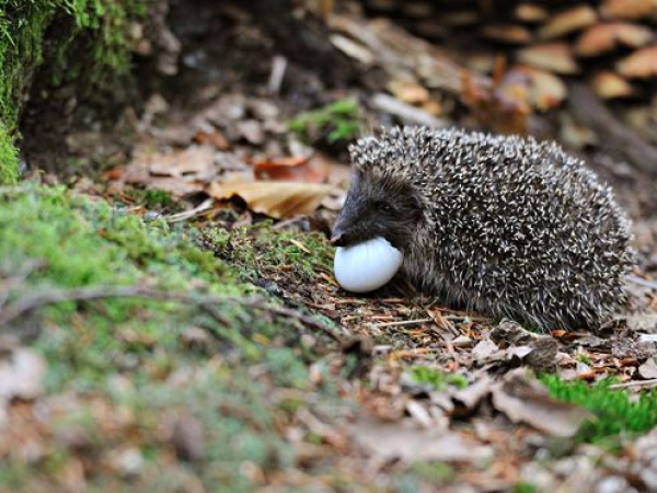 Hedgehog