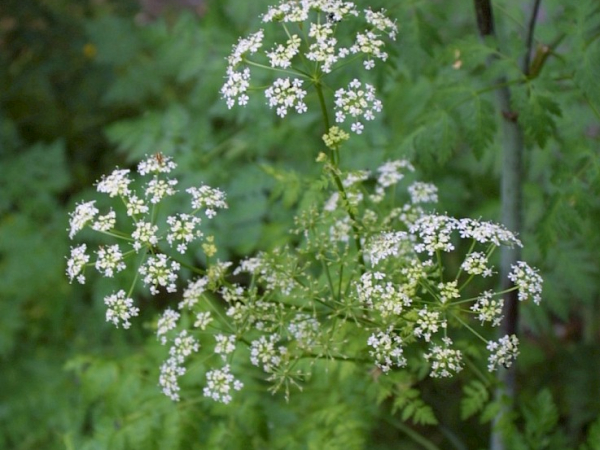 Hemlock
