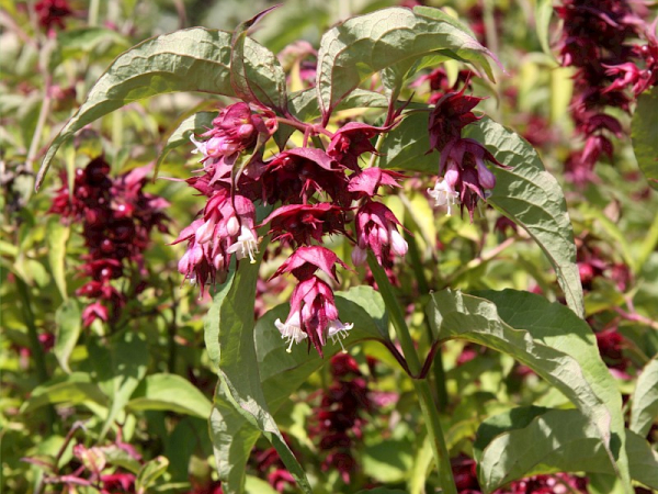 Himalayan honeysuckle