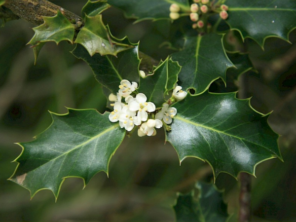 Holly