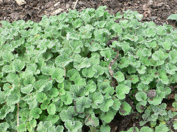 Horehound