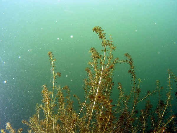 Hydrilla