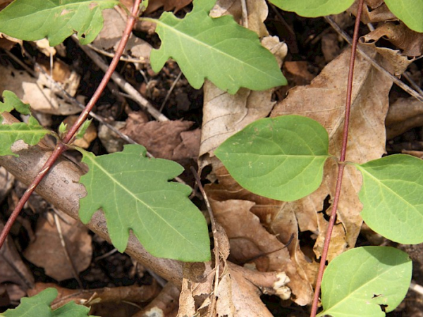 Japanese honeysuckle 