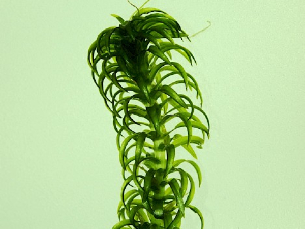 Lagarosiphon