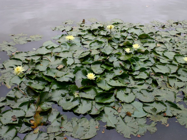 Mexican water lily