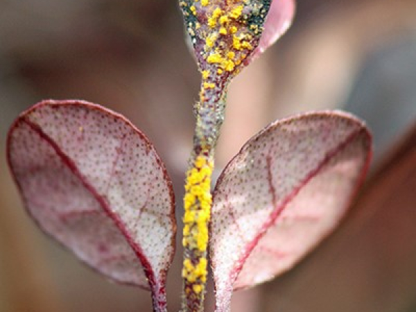 Myrtle rust